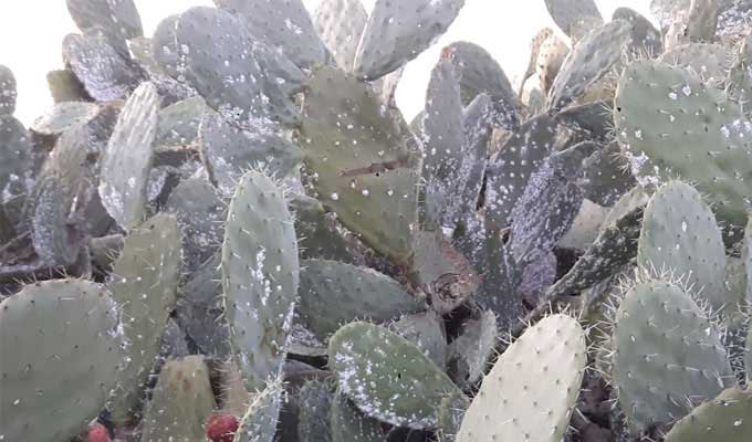 جلب الدعسوقة المكسيكية للقضاء على الحشرة القرمزية جلب الدعسوقة المكسيكية للقضاء على الحشرة القرمزية