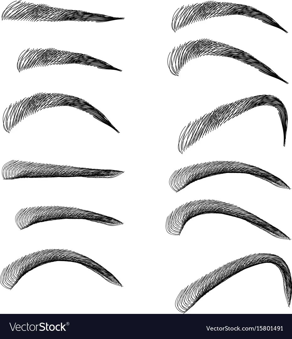 set of outline eyebrows in different shapes and vector image