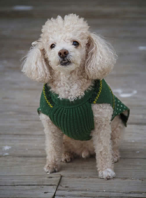 As a dog owner, you're bound to deal with a case of diarrhea at one point or another. Top 10 Smallest Dog Breeds In The World - The Mysterious World