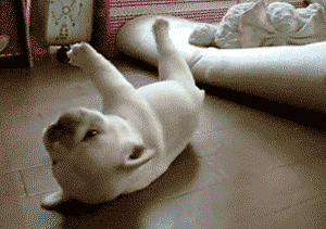 10 Gifs De Perros Tan Tiernos Y Divertidos Que Te Alegraran El Dia Upsocl