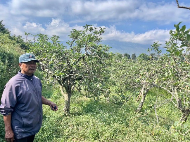 Petani Apel Kota Batu Beralih ke Sistem Semiorganik, Biaya Turun Hama Berkurang