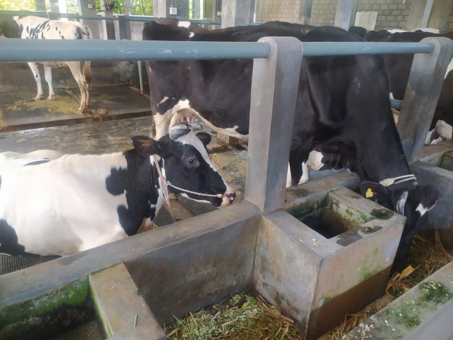 Peternakan Sapi Perah di Jember Libatkan Pemuda Lokal dan Gerakkan Ekonomi Warga