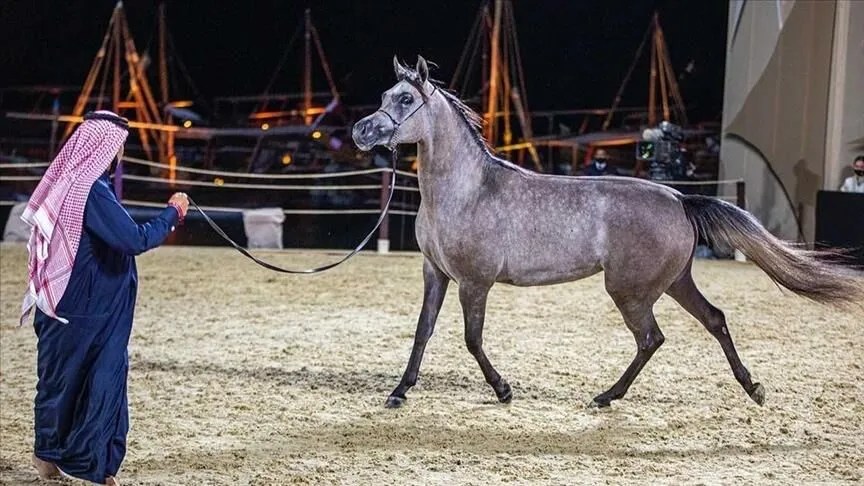 بعُروض مبهرة.. اختتام مهرجان كتارا للخيل العربية بقطر 