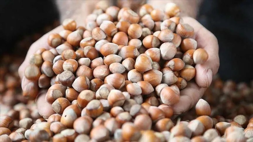في يناير.. صادرات البندق التركي تفوق 190 مليون دولار