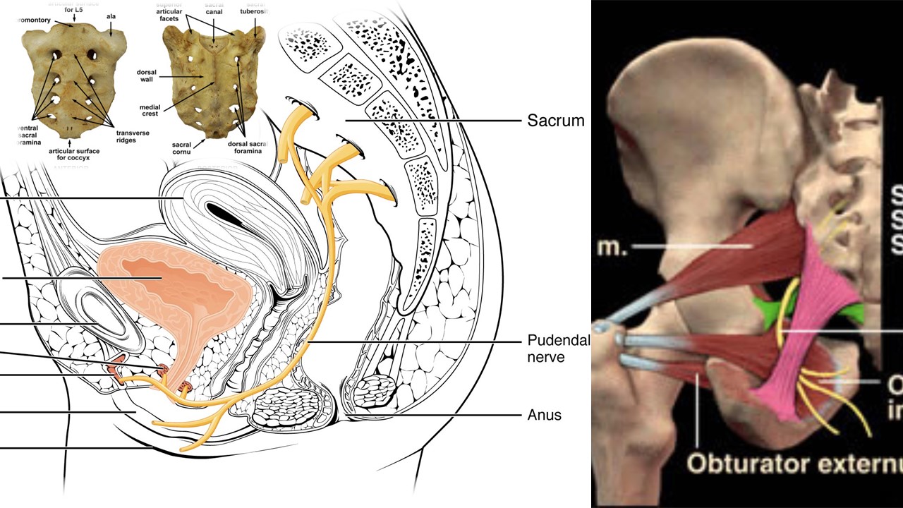 Some students are mixing up the names of internal pudendal arteries and pudendal nerves, so let's have a run through these structures and . Cyclist Syndrome Pudendal Nerve Entrapment Treatment Options