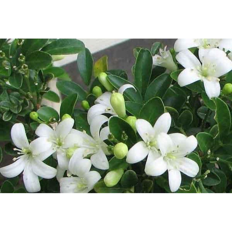 Tumbuhan ini memiliki nama lain . Tanaman Hias Bonsai Kemuning Daun Kecil Bulat Bibit Tanaman Shopee Indonesia