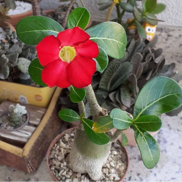 Jual bibit tanaman adenium bunga merah bonggol besar bahan bonsai kamboja  jepang Indonesia|Shopee Indonesia