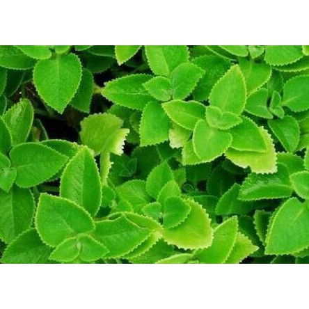 P0N Bibit Tanaman Daun Bangun Bangun / Daun Jintan | Shopee Indonesia