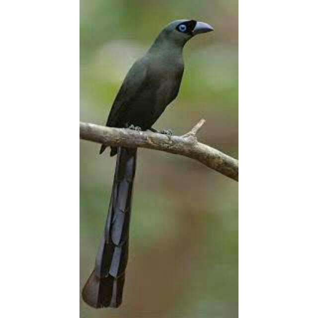 · image navigation · five reasons to contact us if you want to experience papua: Murai Papua Jantan Shopee Indonesia