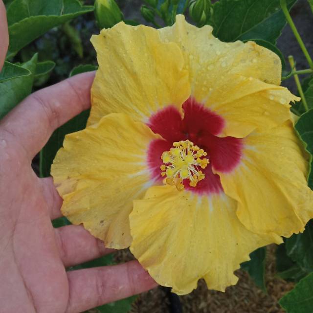 26/05/2020 · selain itu, tanaman bunga sepatu memiliki kelopak yang berbentuk menyerupai lonceng dan disertai dengan warna yang kuning. Jual Bunga Hibiscus Kembang Sepatu Kuning Tengah Merah Shopee Indonesia