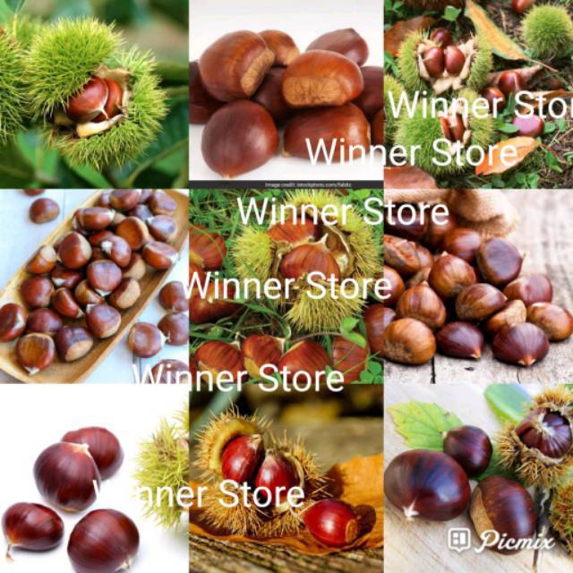 1 biji benih berangan kacang pohon keju lakci lak cee chest nut sweet  chesnut nuts castanea kastanya | Shopee Indonesia