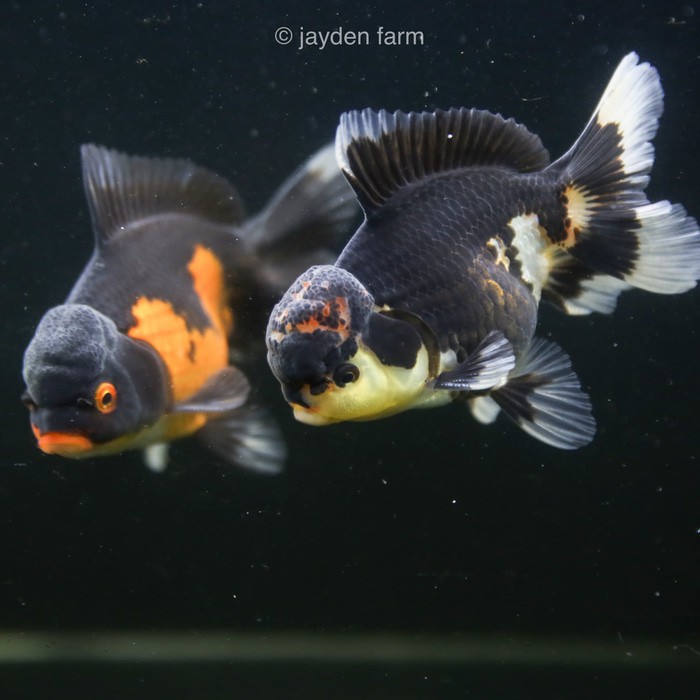 Ciri khas dari ikan koki panda adalah bentuk tubuhnya yang membulat dan tidak lonjong serta . Ikan Koki Oranda Panda Tricolor Shopee Indonesia