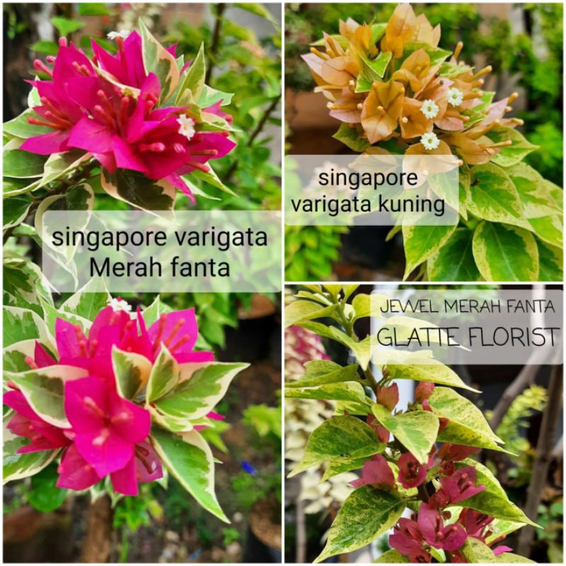 Bunga kertas afterglow umumnya memiliki warna kelopak bunga jingga, merah, . Bougenville Singapore 3 Warna Shopee Indonesia