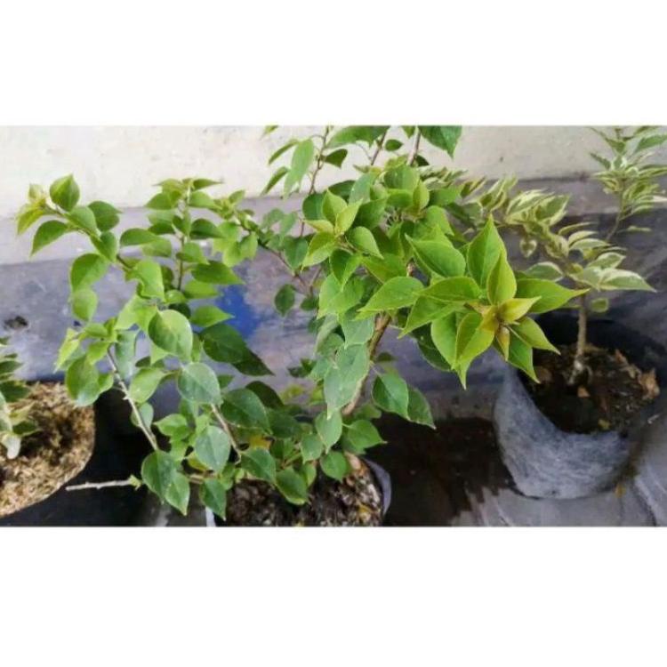 Bugenvil Biru Harga Terbaik - Oktober 2021 | Shopee Indonesia