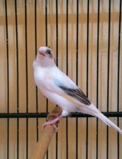 Loper panda corak unik 8 bulan gacor panda, bird, birds, pandas. Burung Kenari Af Panda Super Shopee Indonesia