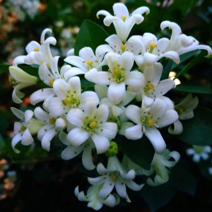 Karena kemuning dapat dijadikan sebagai obat . Bibit Bunga Kemuning Tanaman Hias Bunga Kemuning Shopee Indonesia