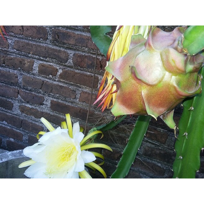 Jual Bibit Tumbuhan Buah Naga~Tanaman Buah Naga~Minim order 4 pohon  Indonesia|Shopee Indonesia