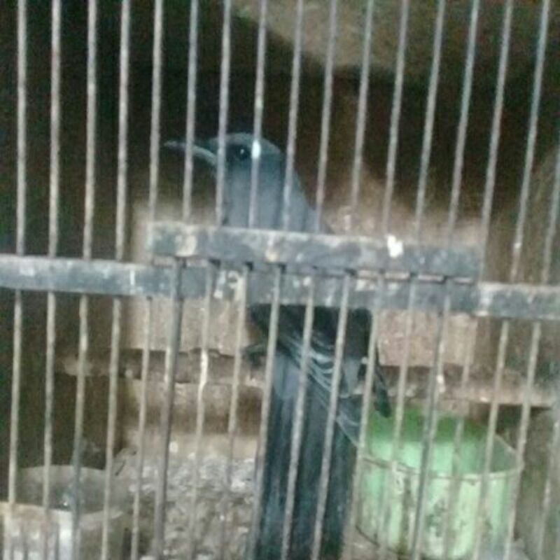 Jual Kepodang Sungu Indonesia|Shopee Indonesia 800_X_800_jpg