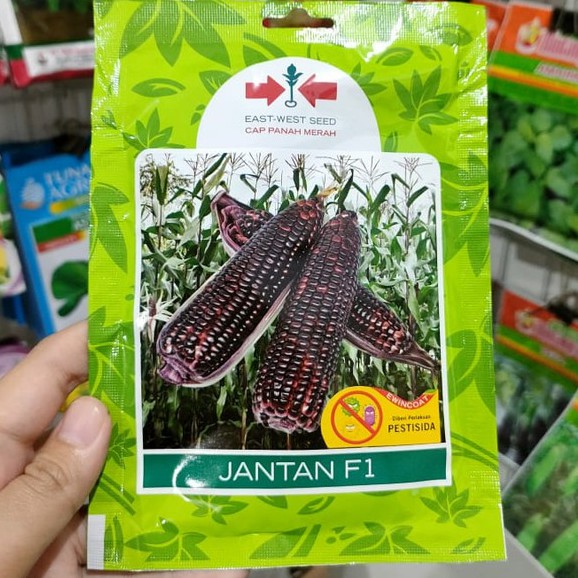 Jagung hitam ipb j1 merupakan benih jagung kualitas unggul cap dramaga. Harga Benih Jagung Ketan Hitam Terbaru Januari 2022 Biggo Indonesia