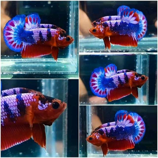 S.h, yang telah membudidayakan ikan cupang hias di rumahnya yang beralamat di jalan veteran pasar viii dusun v no. Ikan Cupang Hellboy Medan Shopee Indonesia