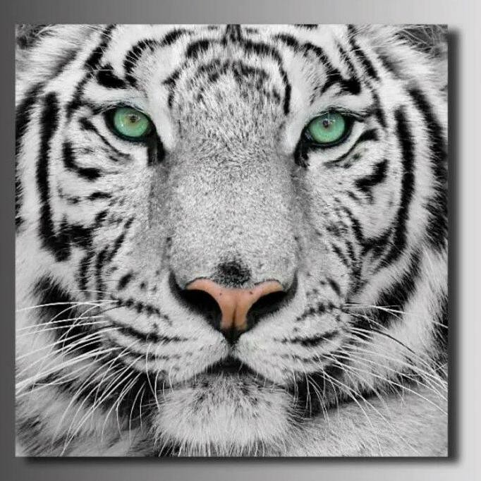 Jual Repro Digital Gambar Foto Lukisan Macan Tiger Putih Grey Bagus Indonesia|Shopee Indonesia 682_X_682_jpg