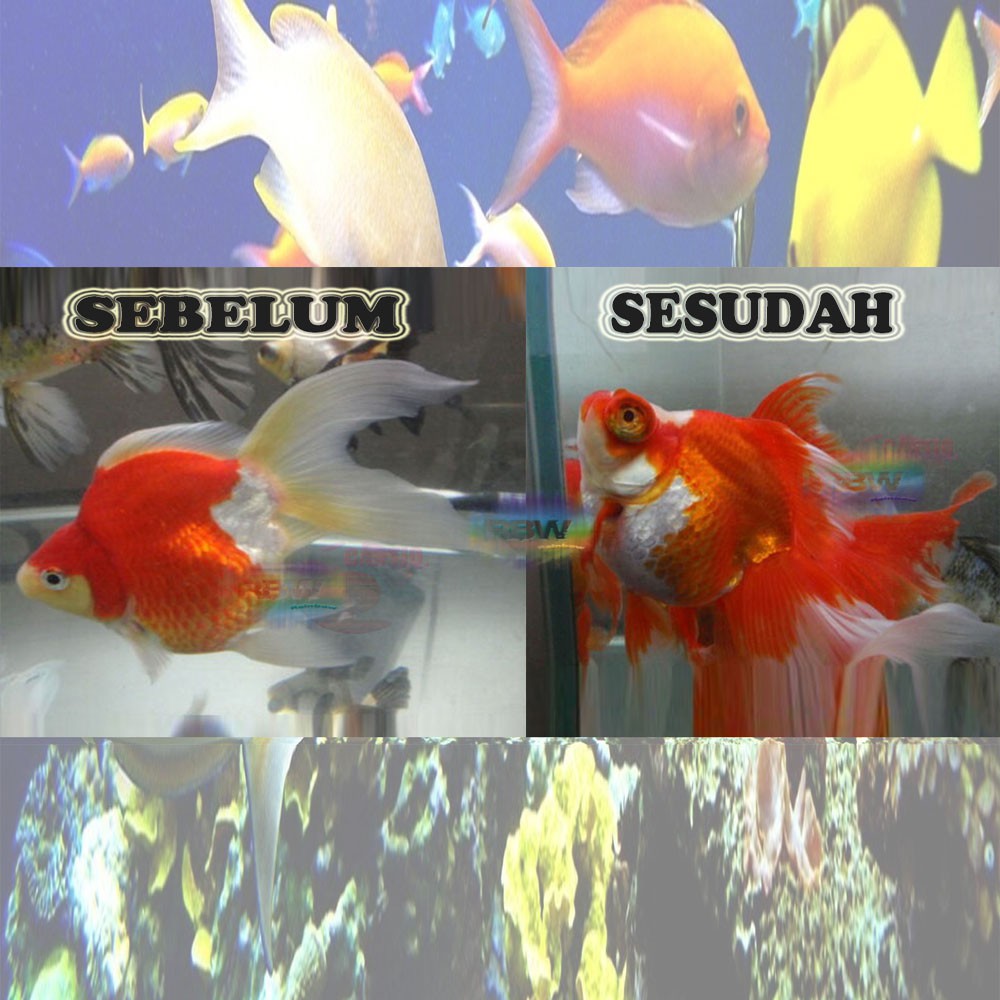 Pakan Ikan Koki Saki Hikari Fancy Goldfish Pelet Import Japan Makanan Ikan  Mas Saki-Hikari Fancy | Shopee Indonesia