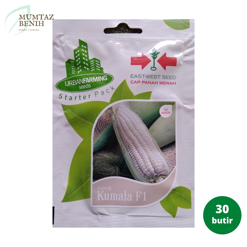 Tumbuh secara bersamaan dan menghasilkan tongkol yang seragam berbentuk silindris serta dipenuhi … Jual Benih Jagung Ketan Kumala Cap Panah Merah Indonesia Shopee Indonesia