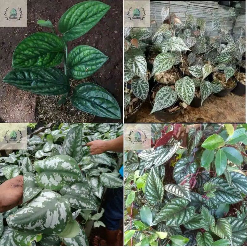 Hoya termasuk dalam tanaman hias merambat yang mudah tumbuh, kuat, dan menarik. Termurah 4 Jenis Tanaman Sirih Tanaman Hias Merambat Shopee Indonesia