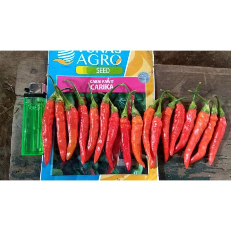 Luas panen cabai besar (hektar) (ha), luas panen cabai rawit (hektar) (ha), luas panen jamur (meter persegi) (m2), luas panen kacang merah (hektar) (ha) . Jual Benih Cabe Rawit Cabai Rawit Merk Carika Tahan Patek Buah Lebat Produktivitas Tinggi Indonesia Shopee Indonesia