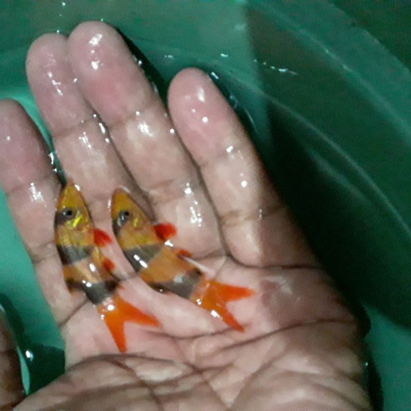 Namun di aquarium gembira lokal ikan botia tak hanya . Ikan Botia Kalimantan Shopee Indonesia