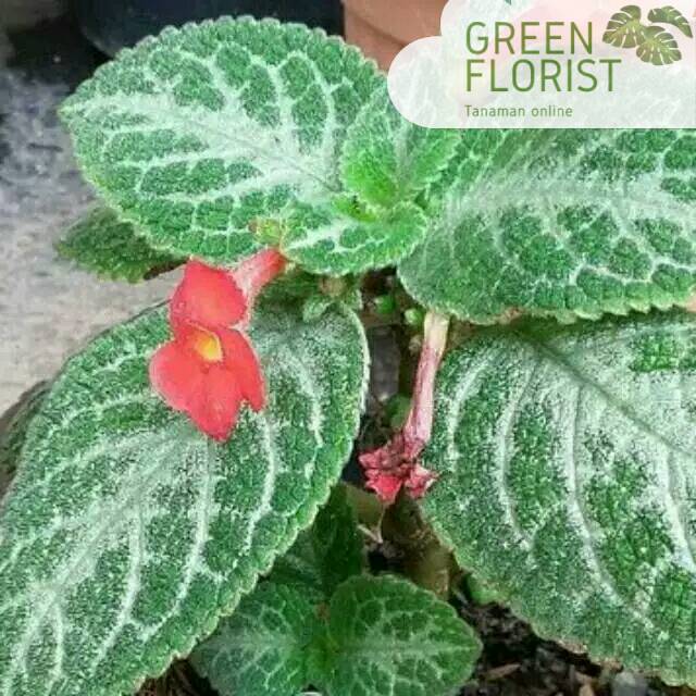 Tanaman gantung efiscia hijau atau bludru hiju | Shopee Indonesia