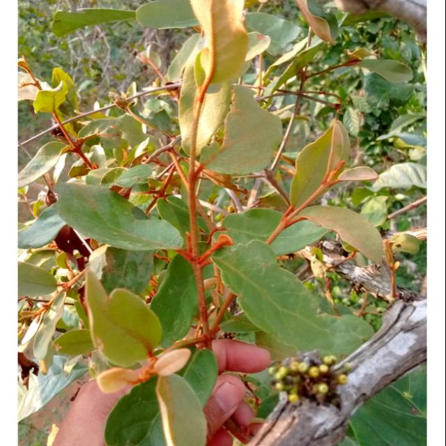 Tanaman Benalu Dengan Inangnya – Nasi