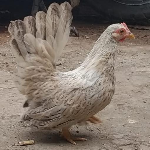 Harga Ayam Kate Ceper Terbaru Oktober 2021 | BigGo Indonesia