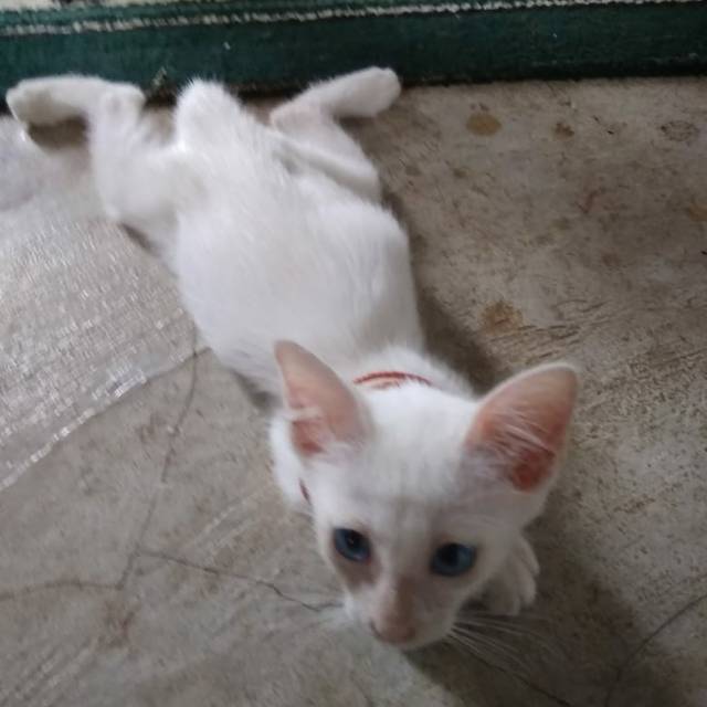 Could there be a property more inviting than a waterfront home? Jual Promo Sale Transformers Megatron Jet The Last Knight Transformer Deformation Robot Disguise Indonesia Shopee Indonesia