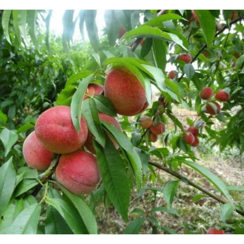 Bibit Buah Persik Peach Kw+ | Shopee Indonesia