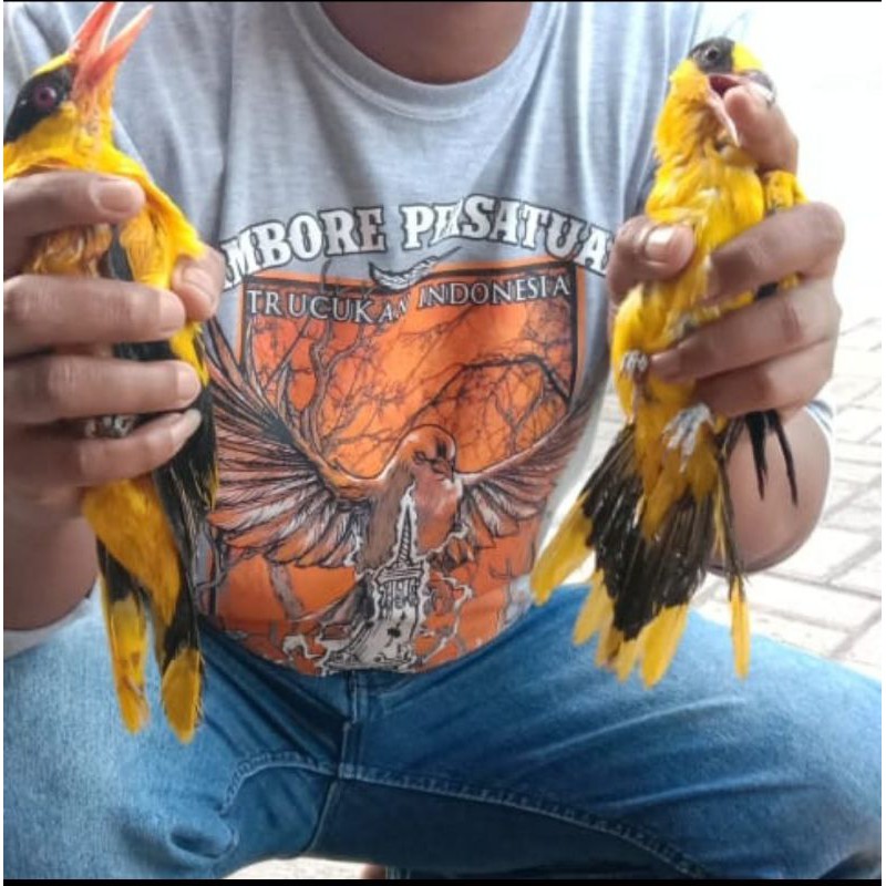 Jual Burung Kepodang Emas Jantan Pilihan Indonesia|Shopee Indonesia 800_X_800_jpg
