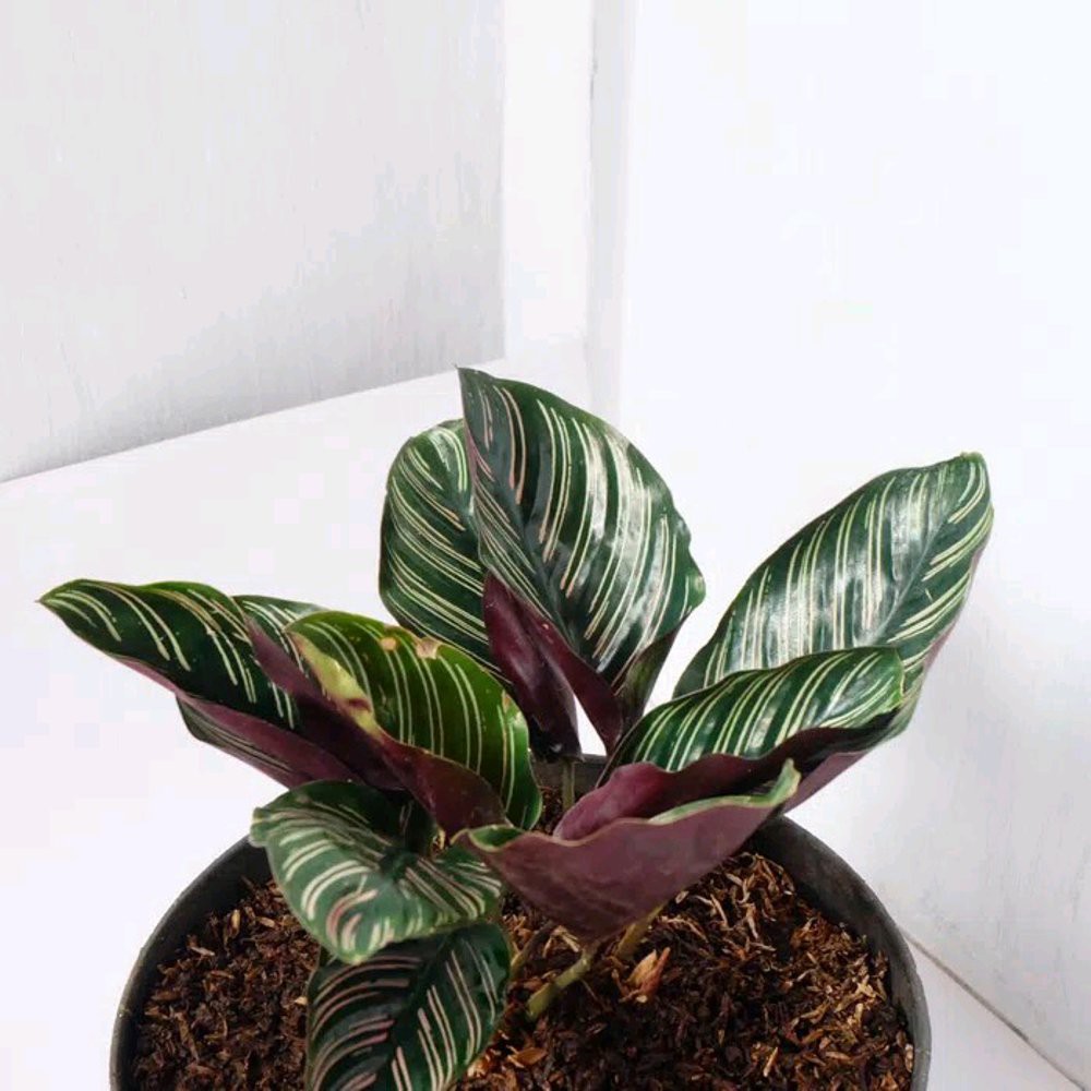 Calathea ornata 'sanderiana' · 4. Tanaman Hias Calathea Ornata Batik Kalatea Ornata Batik Shopee Indonesia
