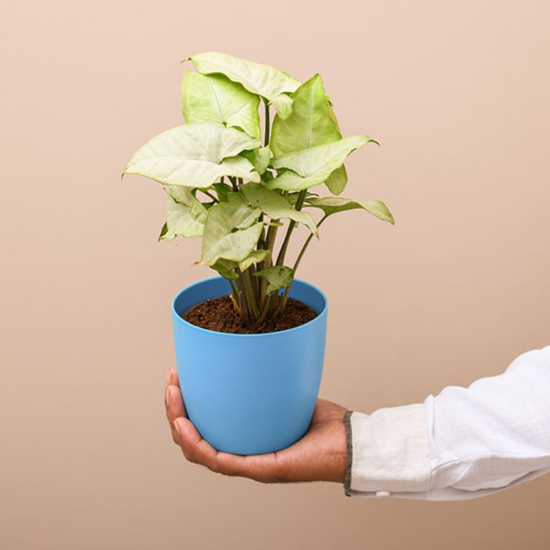 Belanja online tanaman hias di dalam air terbaik, terlengkap & harga termurah di lazada indonesia | bisa cod ✓ gratis ongkir ✓ voucher diskon. Tanaman Hias Tahan Di Dalam Air Syingonium Tanaman Hias Air Shopee Indonesia