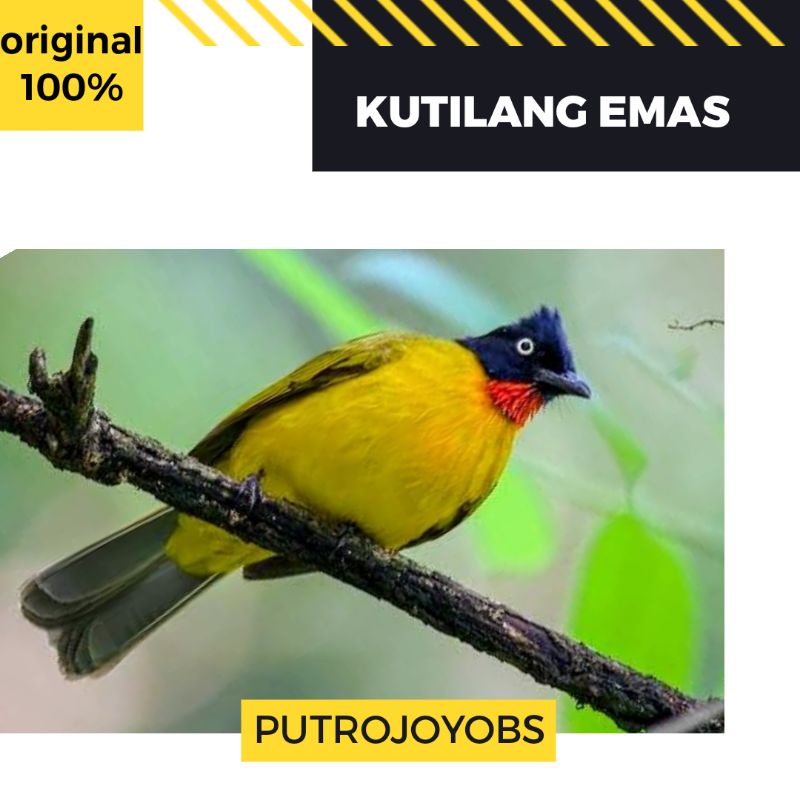Harga Kutilang Emas Terbaru Januari 2022 | Biggo Indonesia 800_X_800_jpg