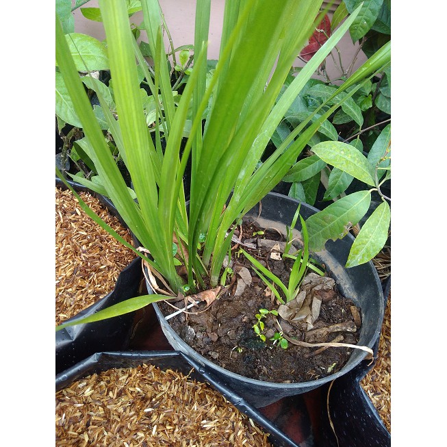 TANAMAN JERINGAU~BIBIT DLINGO~Tanaman Dringo..Minim order 4 pohon@ | Shopee  Indonesia