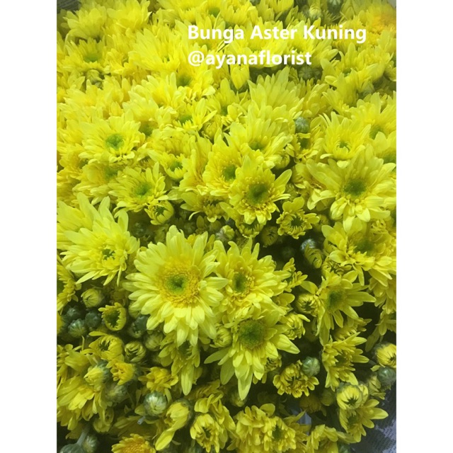 Bunga Aster Berbagai warna Fresh Asli cocok untuk hiasan acara per 10  tangkai | Shopee Indonesia