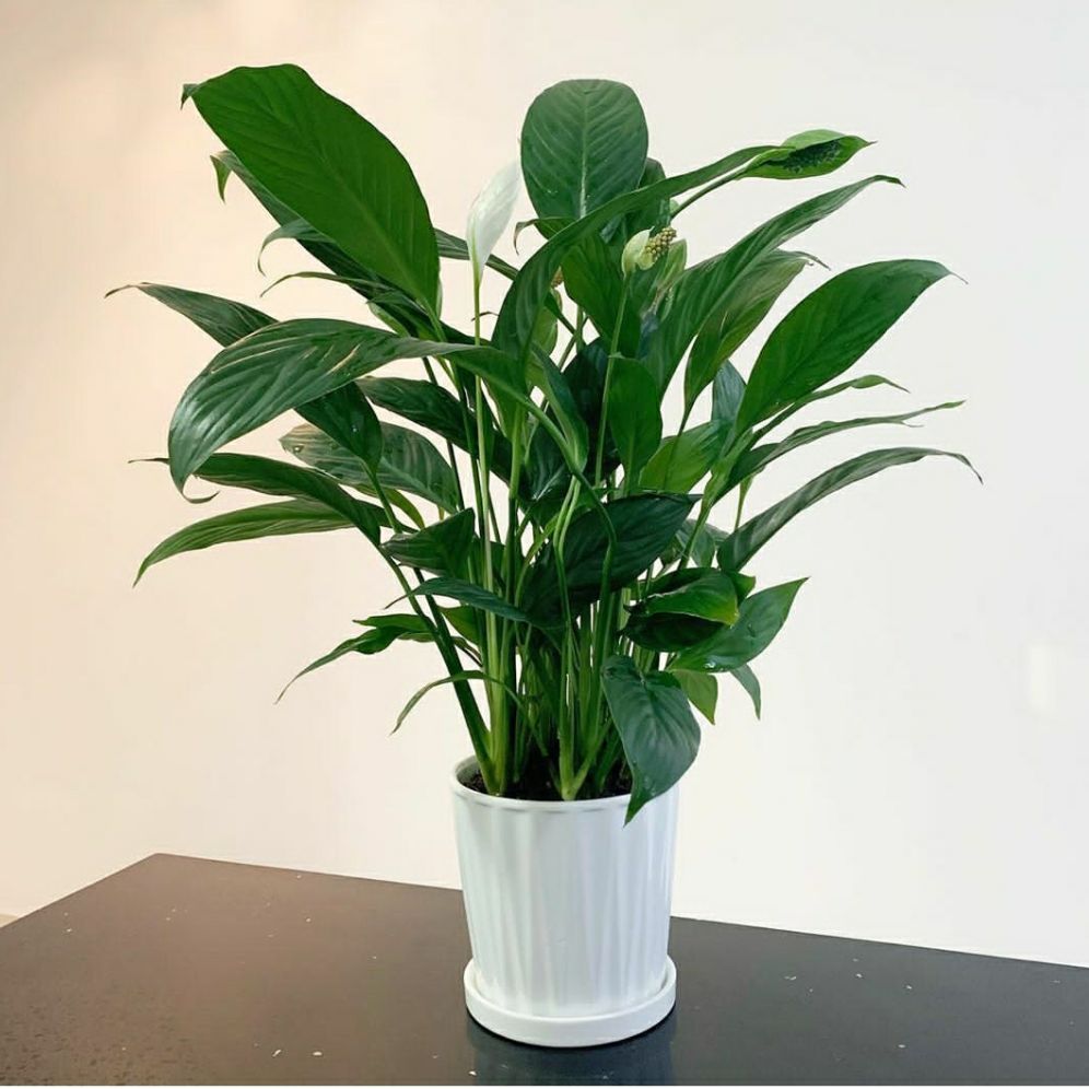 Kami juga menerima pemesanan aneka bibit tanaman pohon populer. Tanaman Hias Hidup Peace Lily Bunga Sepatu Filum Bunga Sepatu Film Kembang Sepatu Pilum Shopee Indonesia