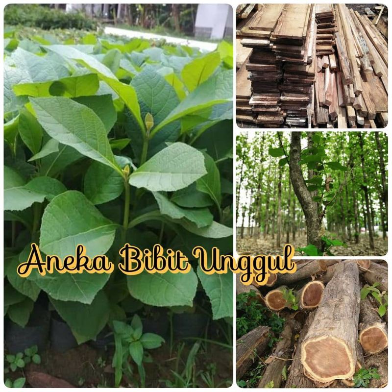 Jual Paket 200 Bibit Jati Merah Super Pohon Jati Merah Kayu Jati Merah Aneka Bibit Unggul Indonesia|Shopee Indonesia 800_X_800_jpg