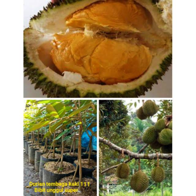 Anda harus tahu cara mencabut dengan sistem dongkel/ . Durian Tembaga Kaki 3 Asli Genjah Bibit Unggulan Super Genjah Cepat Berbuah Duren Mahal Perkebunan Shopee Indonesia