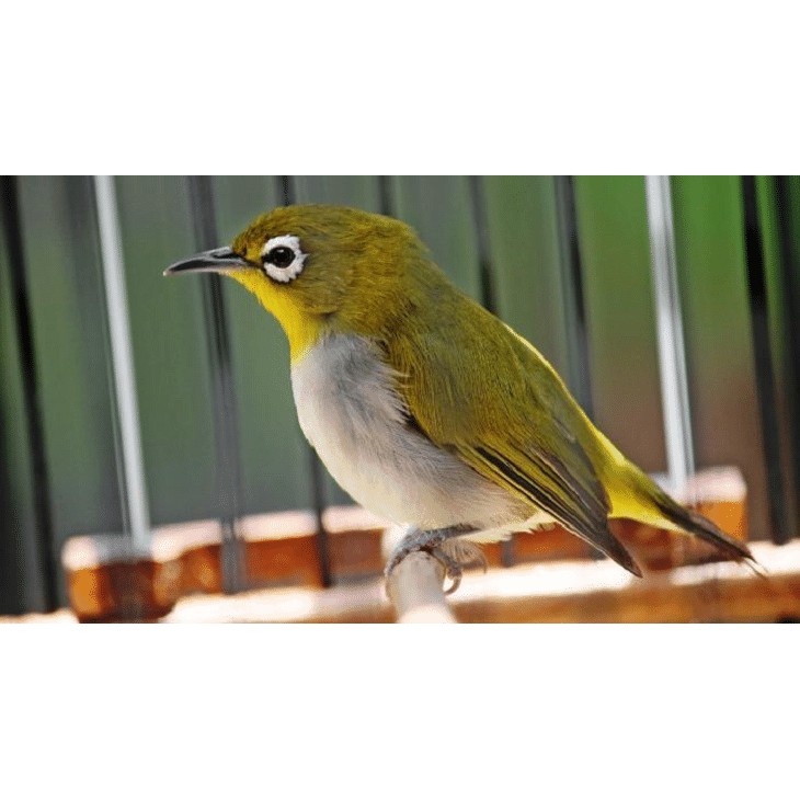 Jual Burung P L E C I Daput Monty Montanus Jatim Indonesia|Shopee Indonesia 730_X_730_jpg