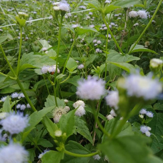 beby shrim 10g | Shopee Indonesia