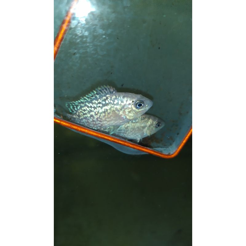 Jual burayak ikan louhan kamfa F3 mata putih x kamfa f1 line lokal breeding  size 2 - 3cm Indonesia|Shopee Indonesia