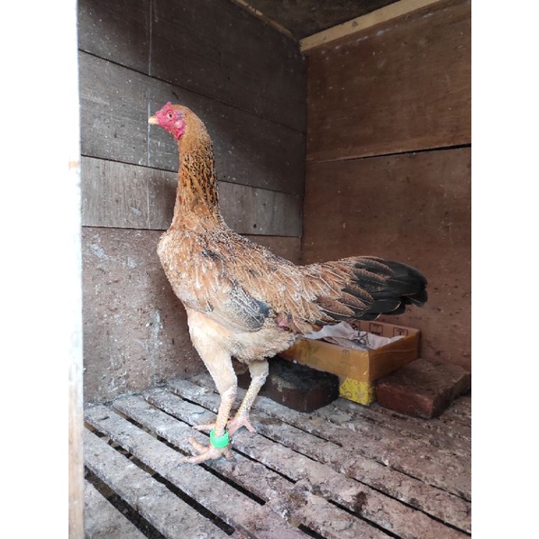 Temukan ayam magon betina diskon . Ayam Betina Birma Bangkok Shopee Indonesia