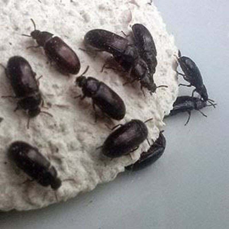 Jual Semut Jepang isi 60, 100, 150, dan 200 ekor Indonesia|Shopee Indonesia