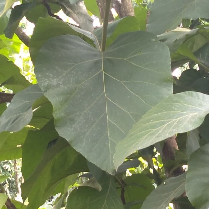Harga Daun Jati Segar Terbaru November 2021 | Biggo Indonesia 700_X_700_jpg